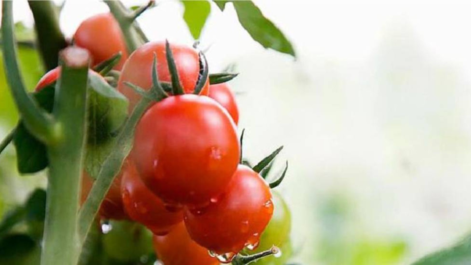 Шымкентте көкөніс бағасы қымбаттады.