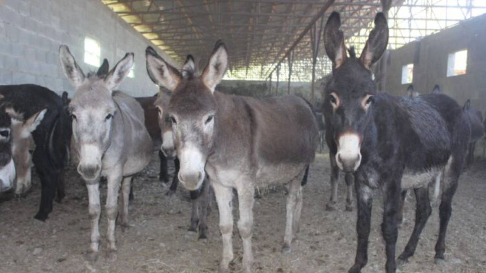 Есек етін сатқандар ұсталды.