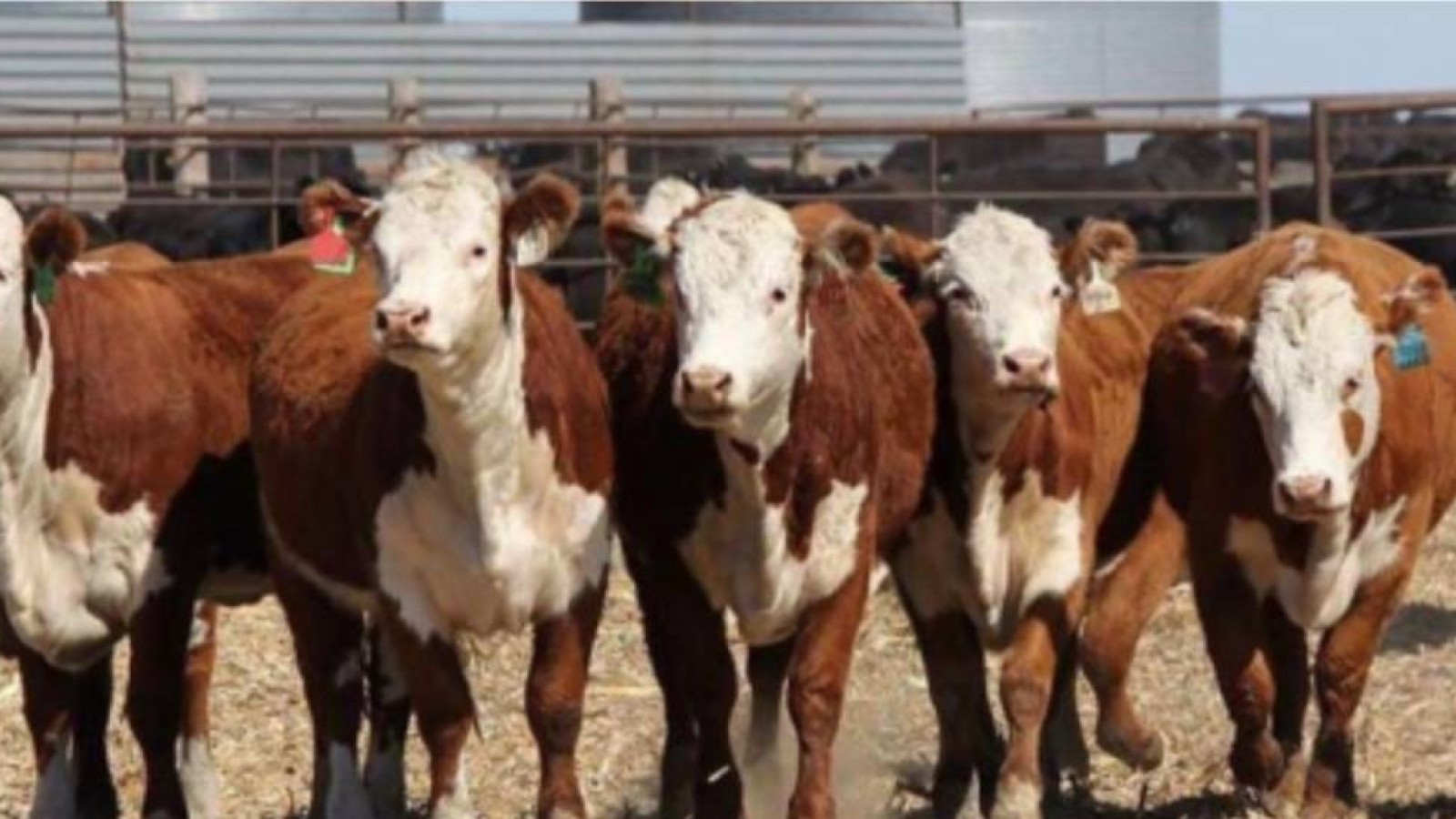 Түркістанда шаруалар 380 миллион теңге заңсыз субсидия алған.