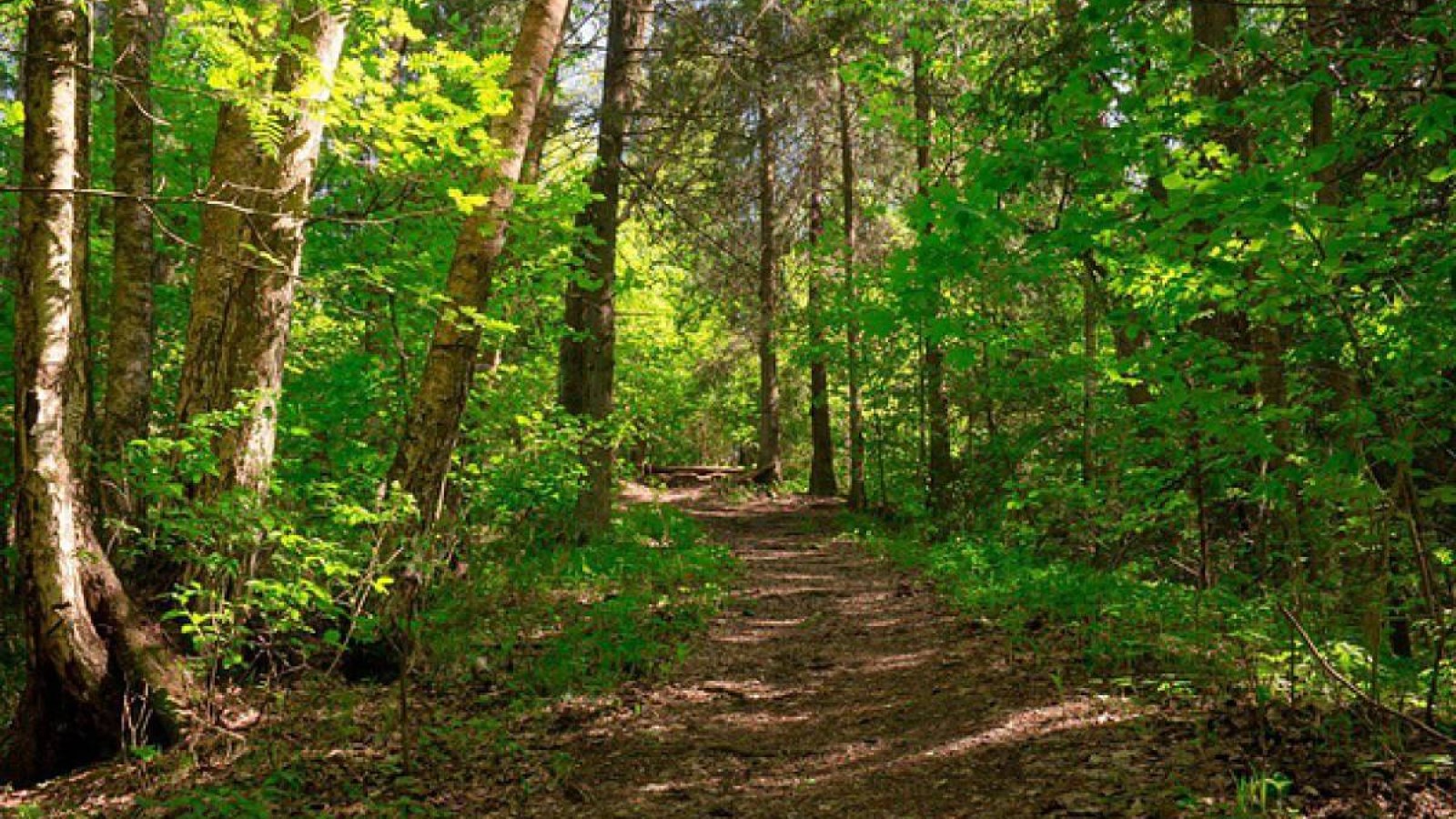 «Семей орманы» МОТР 5 қызметкері жалған дипломмен жұмыс істеген.