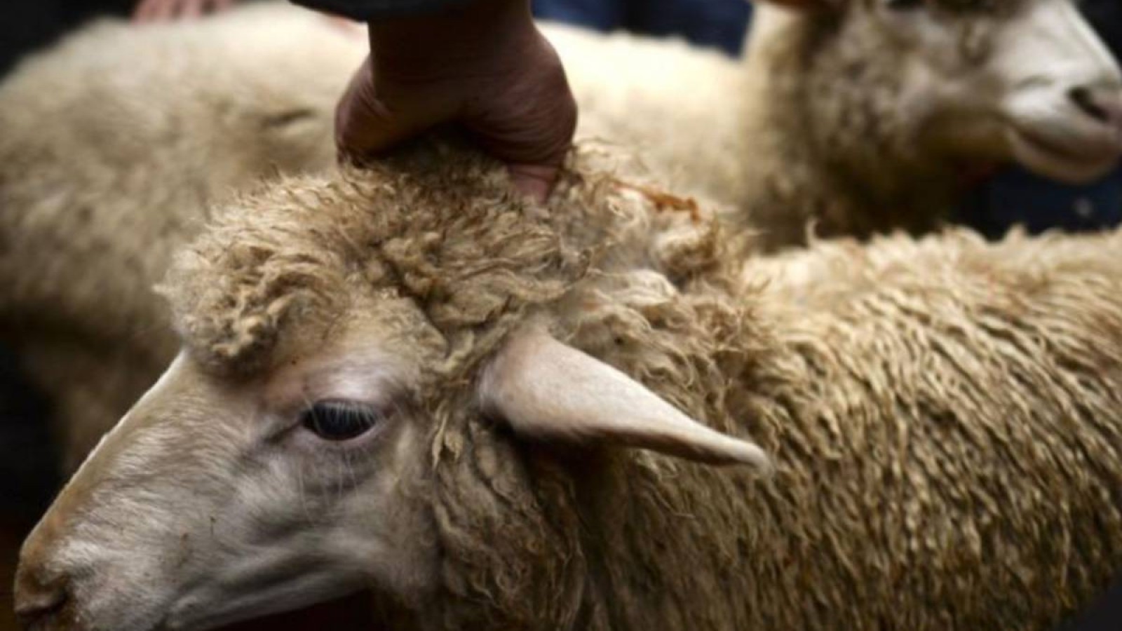 Құрбан айт 2021: Құрбан шалудың екі жолы түсіндірілді.