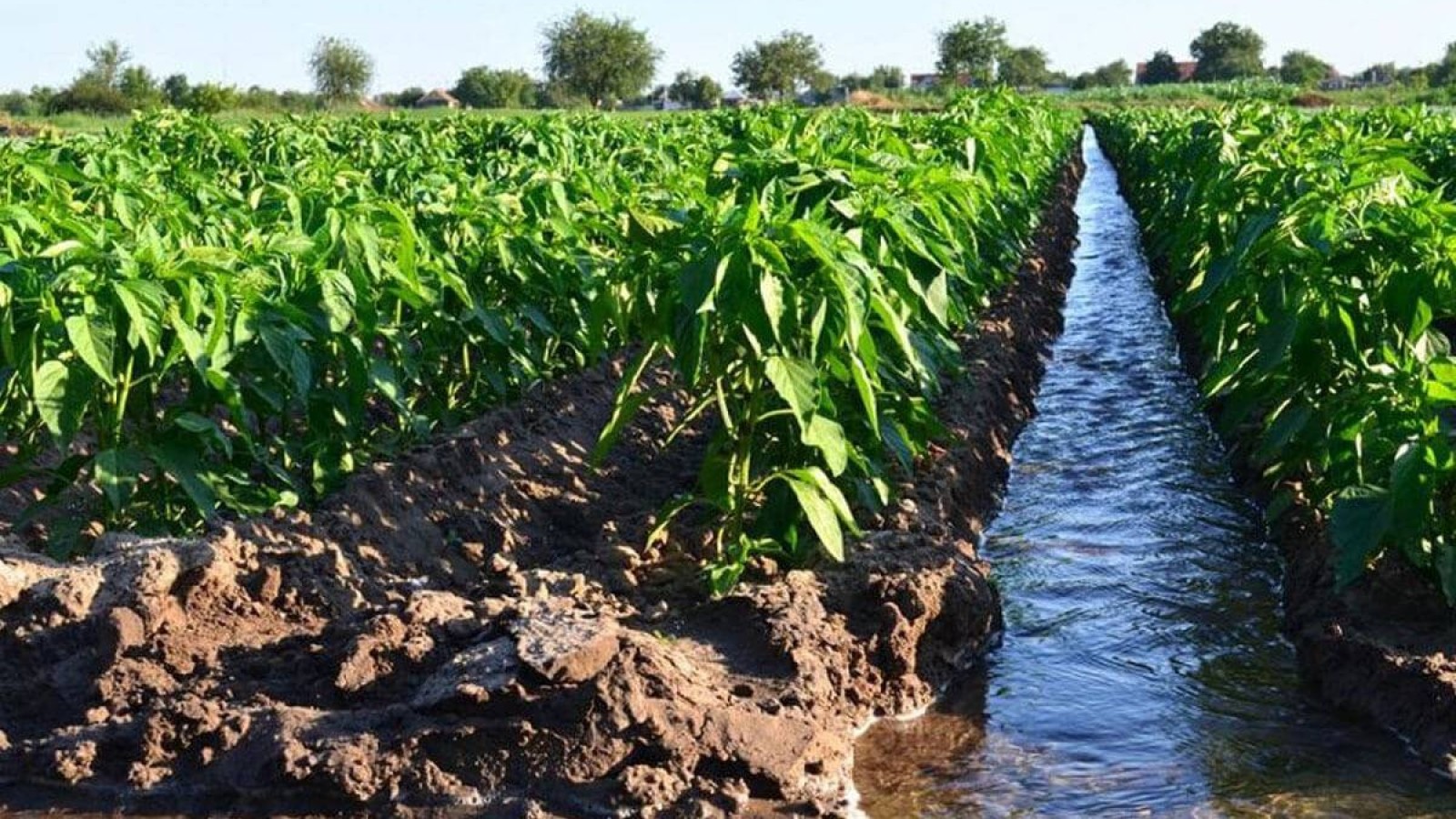 Түркістан облысында фермерлер үшін судың бағасын көтерген фирмалардың қызметі тоқтатылды.