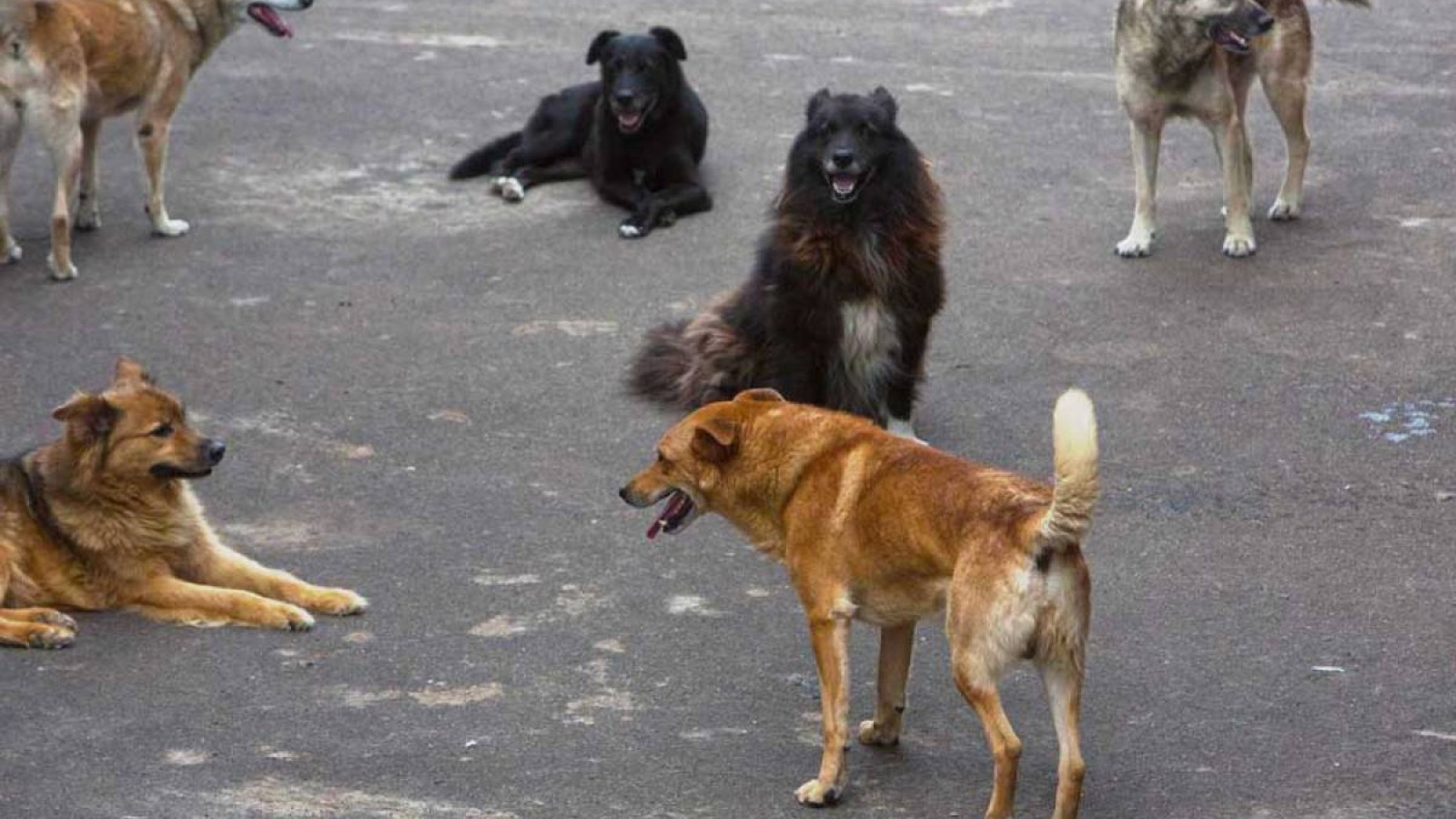БҚО-да үй ауласында қыз баланы бір үйір ит талап тастады.