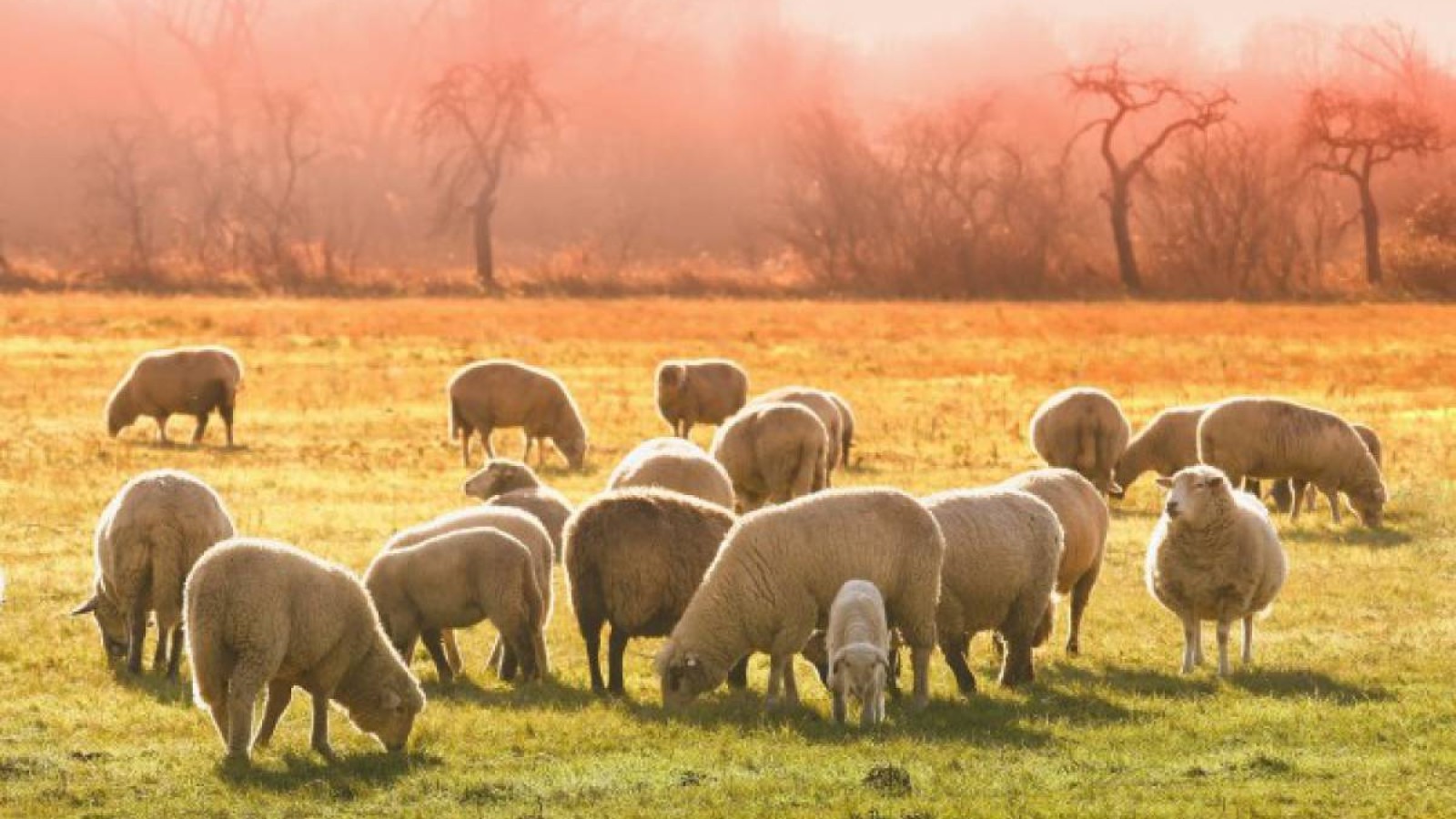 Ұйғыр ауданында асылтұқымды мал шаруашылығын дамытуға бөлінген мемлекет қаржысы қолды болған  .