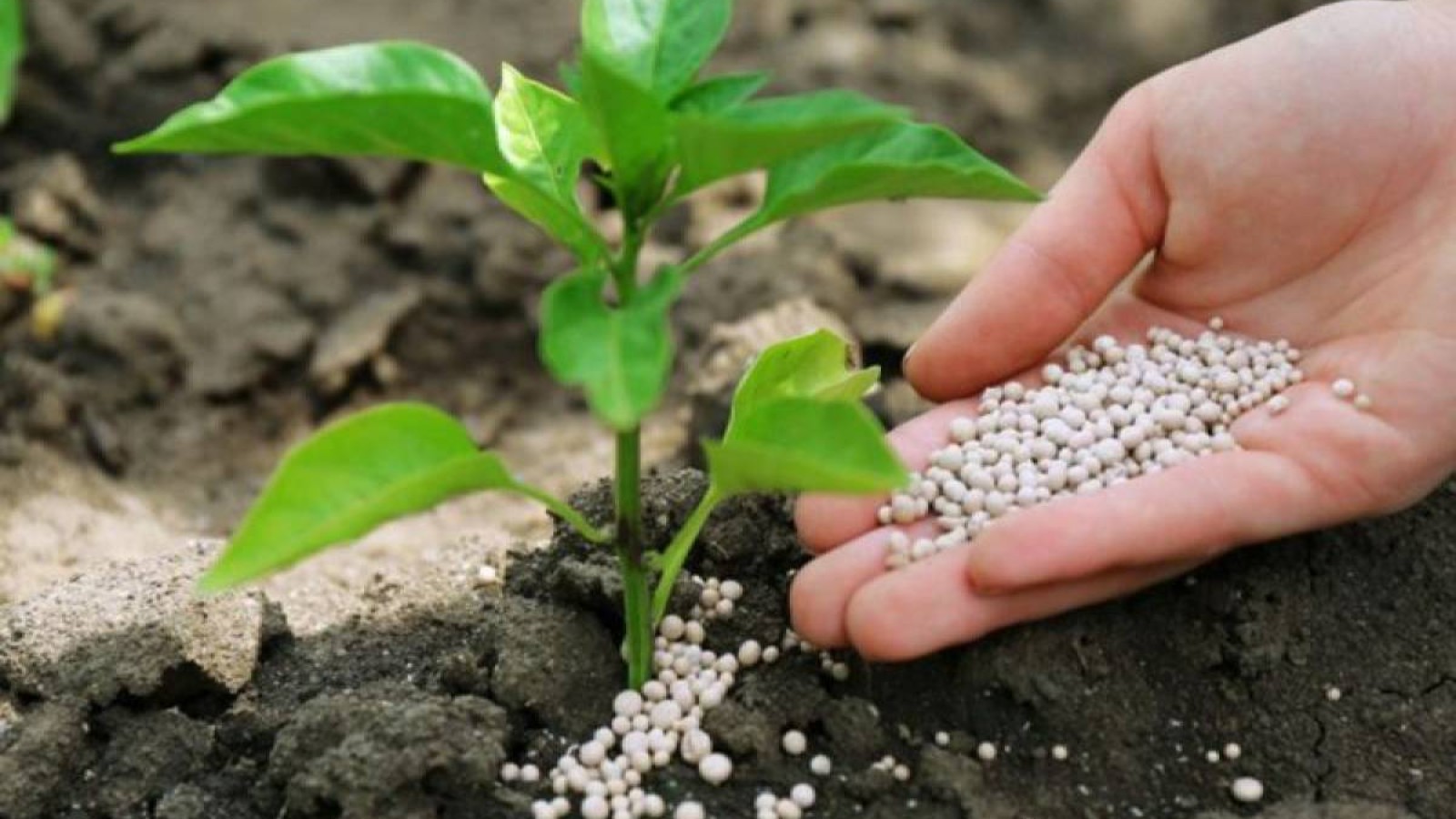 Тоқаев жерді шетелдіктерге сатуға тыйым салатын заңға қол қойды.