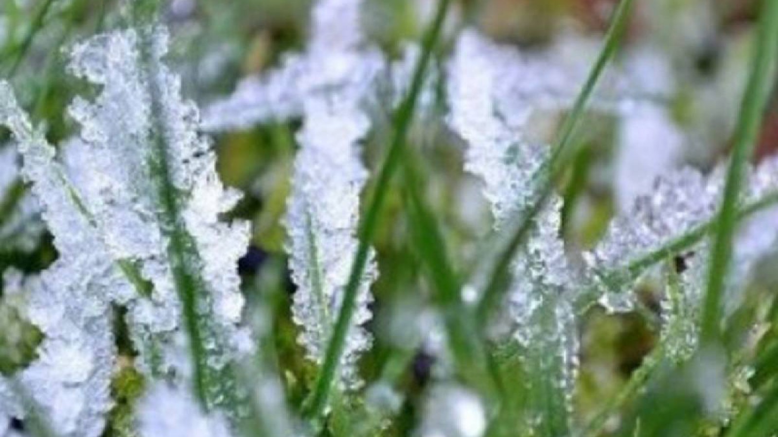 Еліміздің кейбір аймағында үсік жүреді.