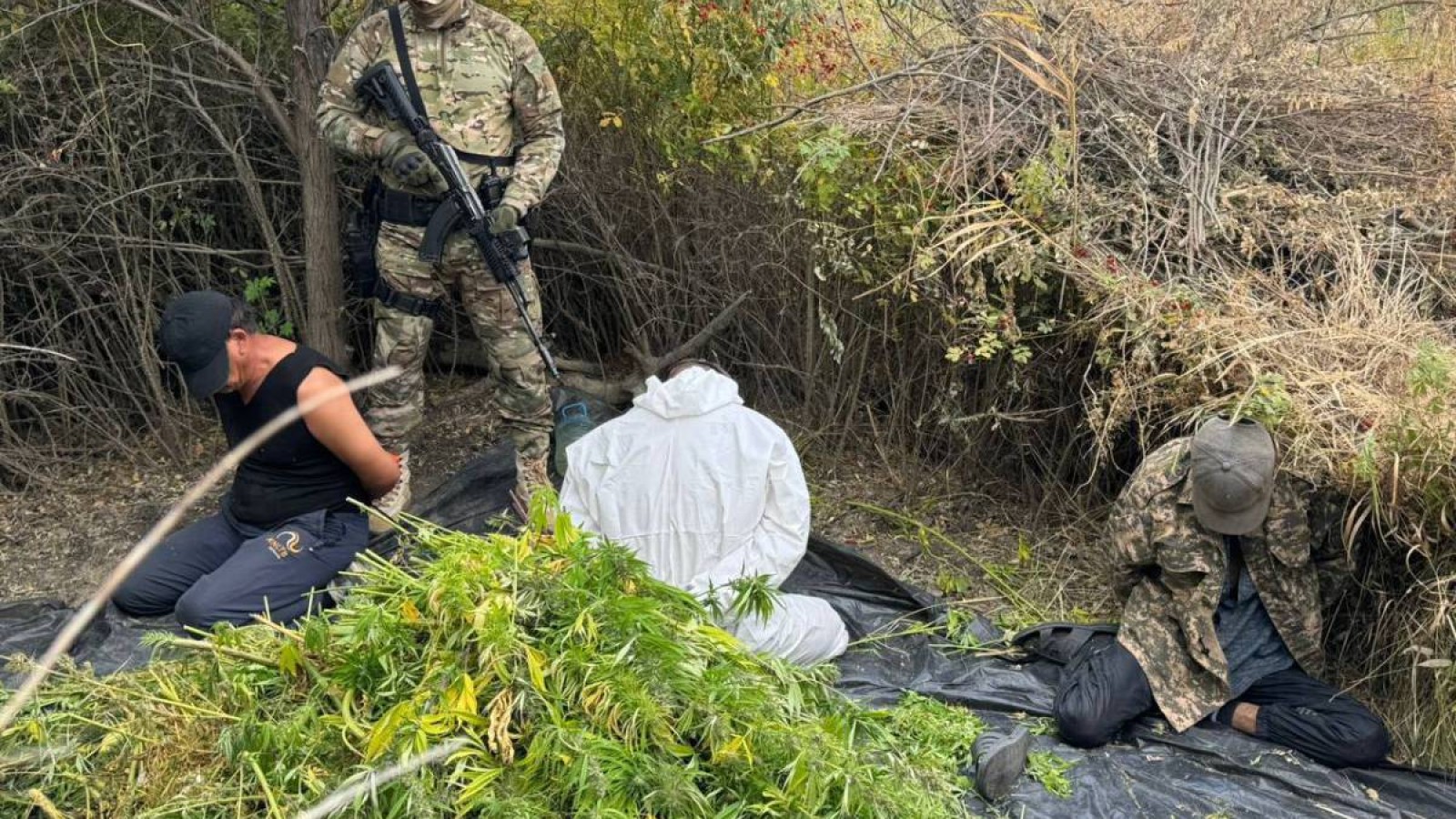 Ақтөбе облысында қарасора плантациясы жойылды.