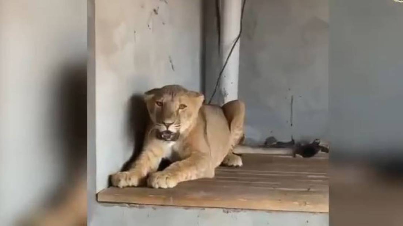 Түркістан облысының тұрғыны  арыстан мен жабайы құстарды үйінде ұстаған.