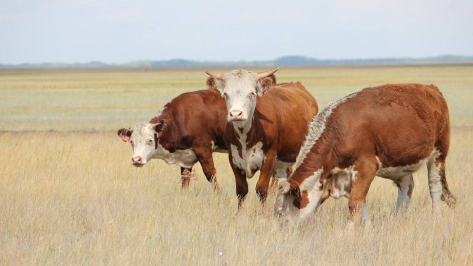 Сібір жарасы анықталған Үлкен Ақсу ауылына карантин енгізілетін болды.
