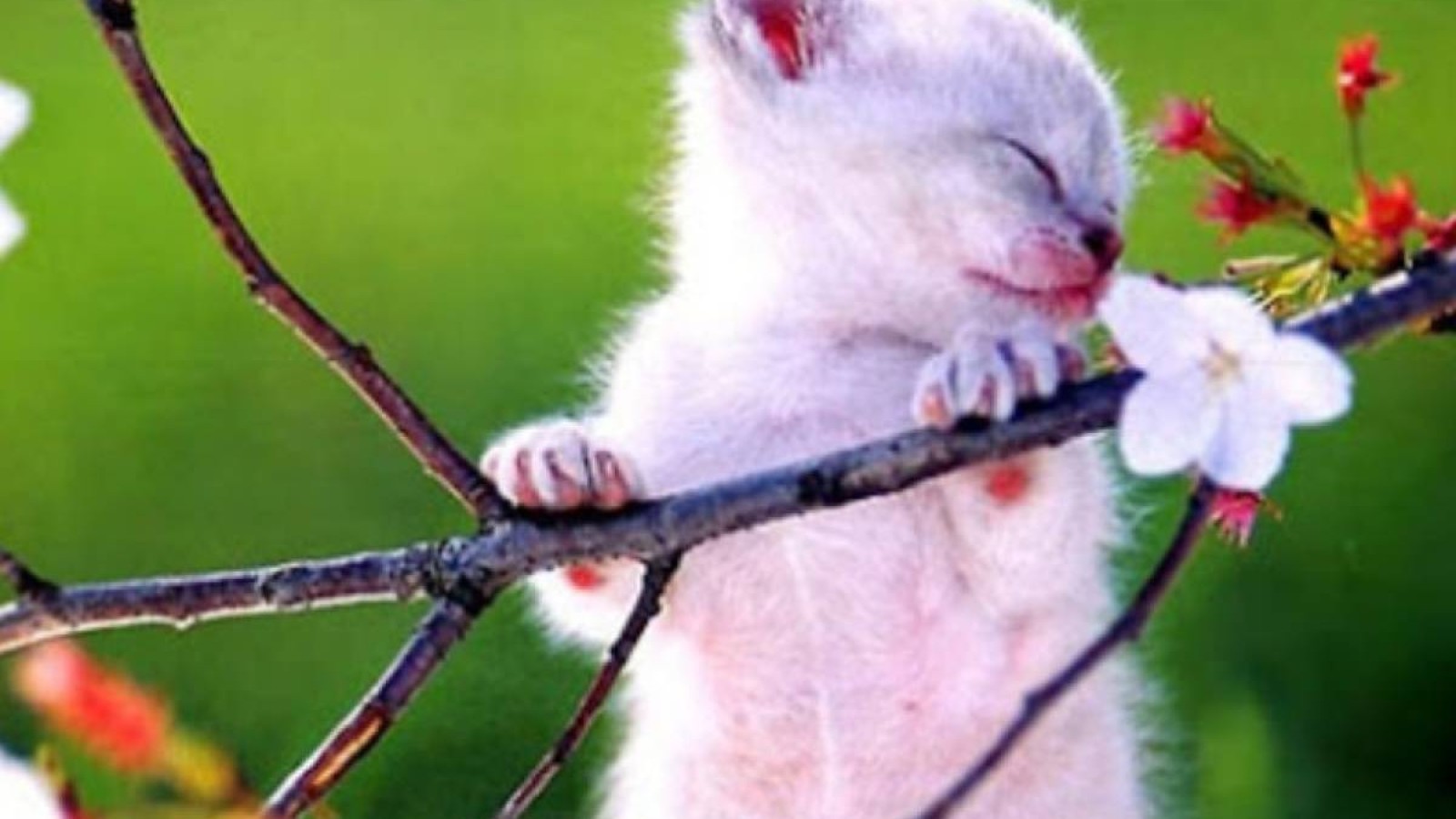 Елімізде үш күнде ауа райы жылынады.