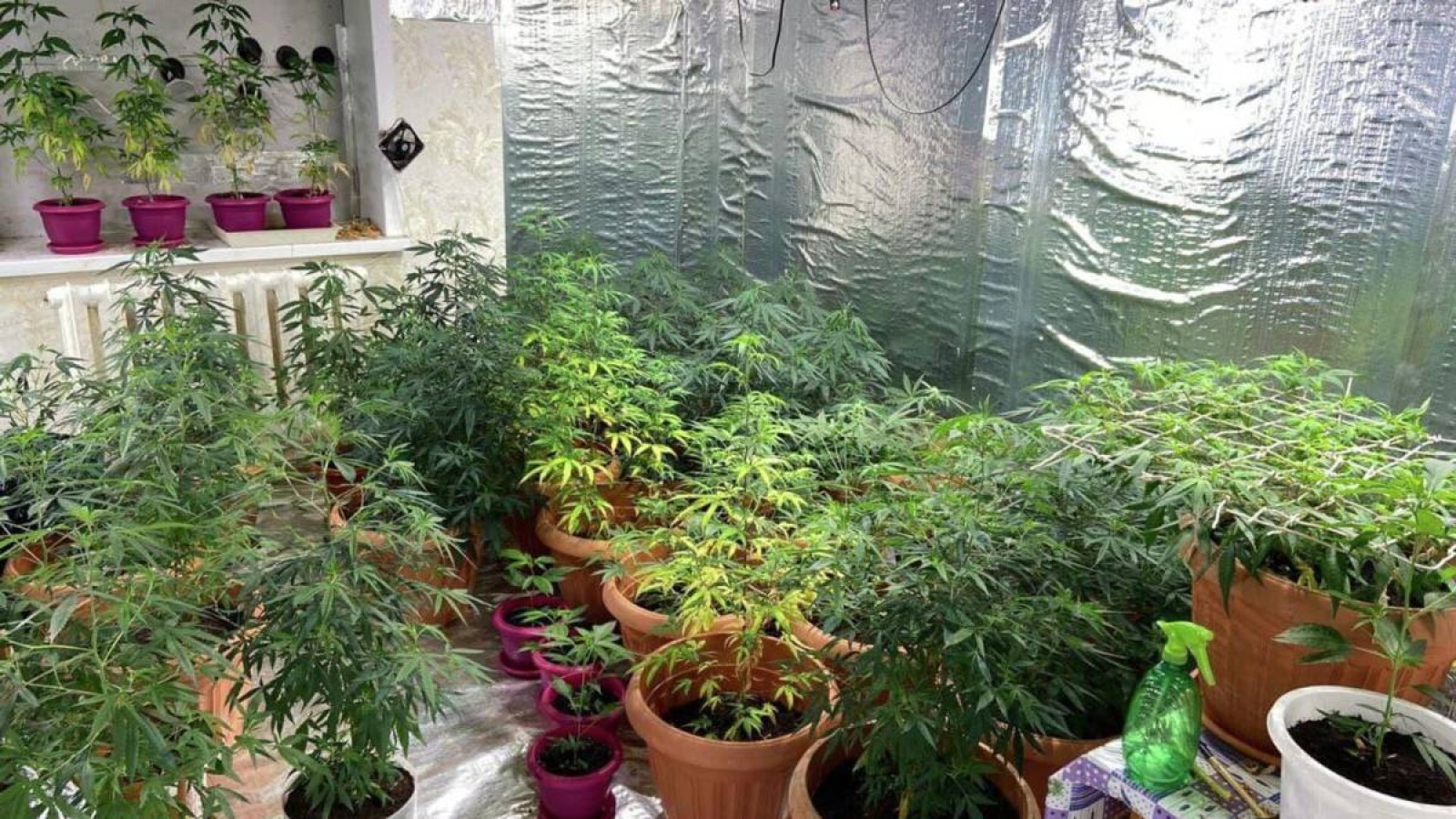 Есірткі өндірісі үшін өмір бойы бас бостандығынан айыру жоспарлануда.