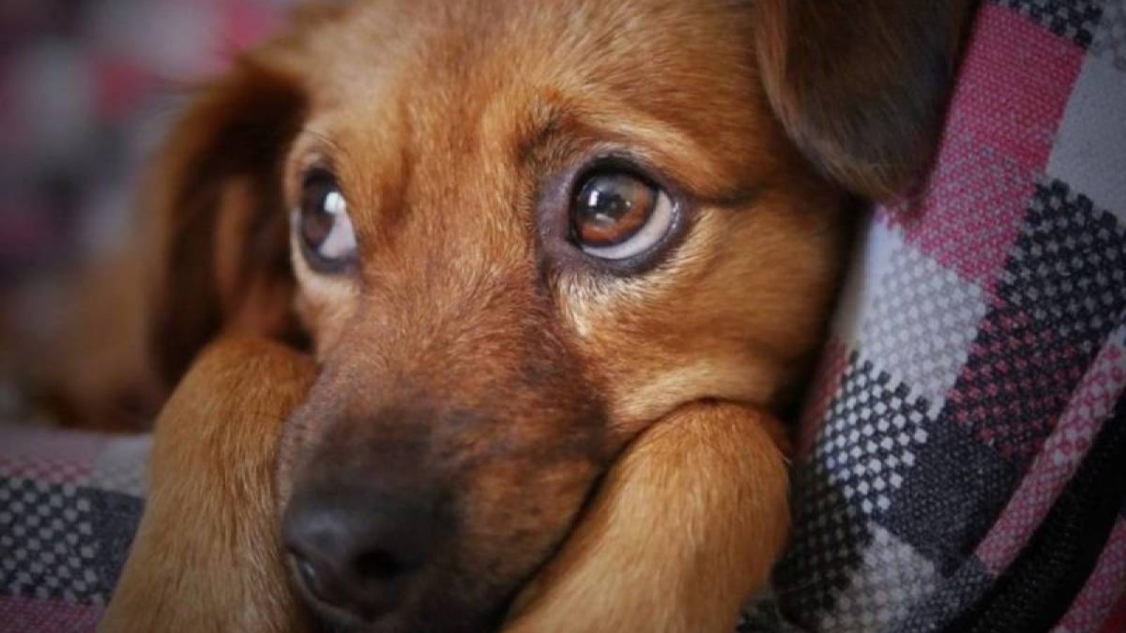 Елімізде жануарды азаптағандарға жаза күшейеді.