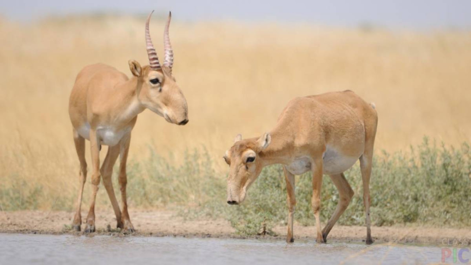 Қостанай облысында ақбөкен ұшасын сатқан ер адам сотталды.