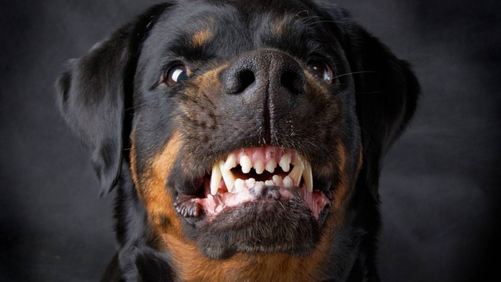 6 жастағы қызды иттер талап өлтірді.