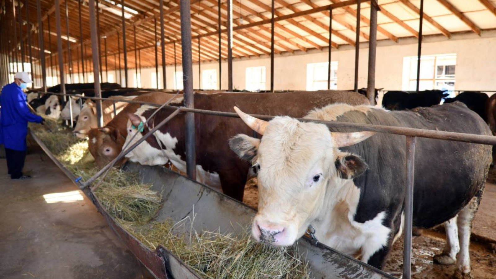 Ақтөбеде ветеринария саласында көптеген бұзушылықтар анықталды.