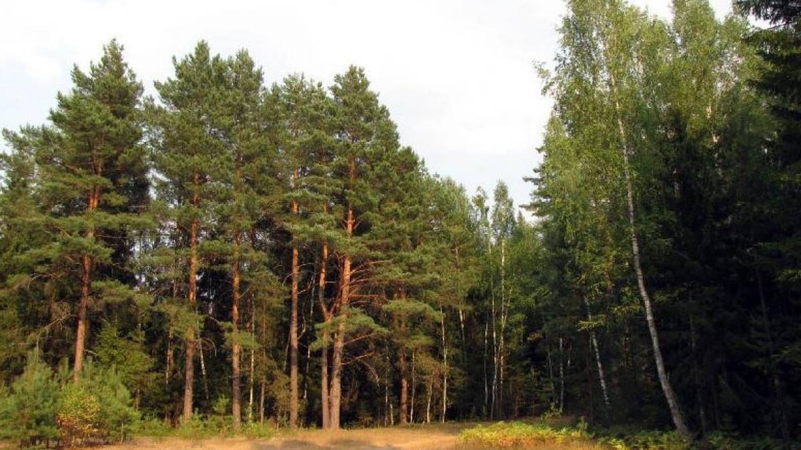 Сот «Бипэк Авто Қазақстан» АҚ-нан жалға алынған орман алқаптарын мемлекетке қайтарды.