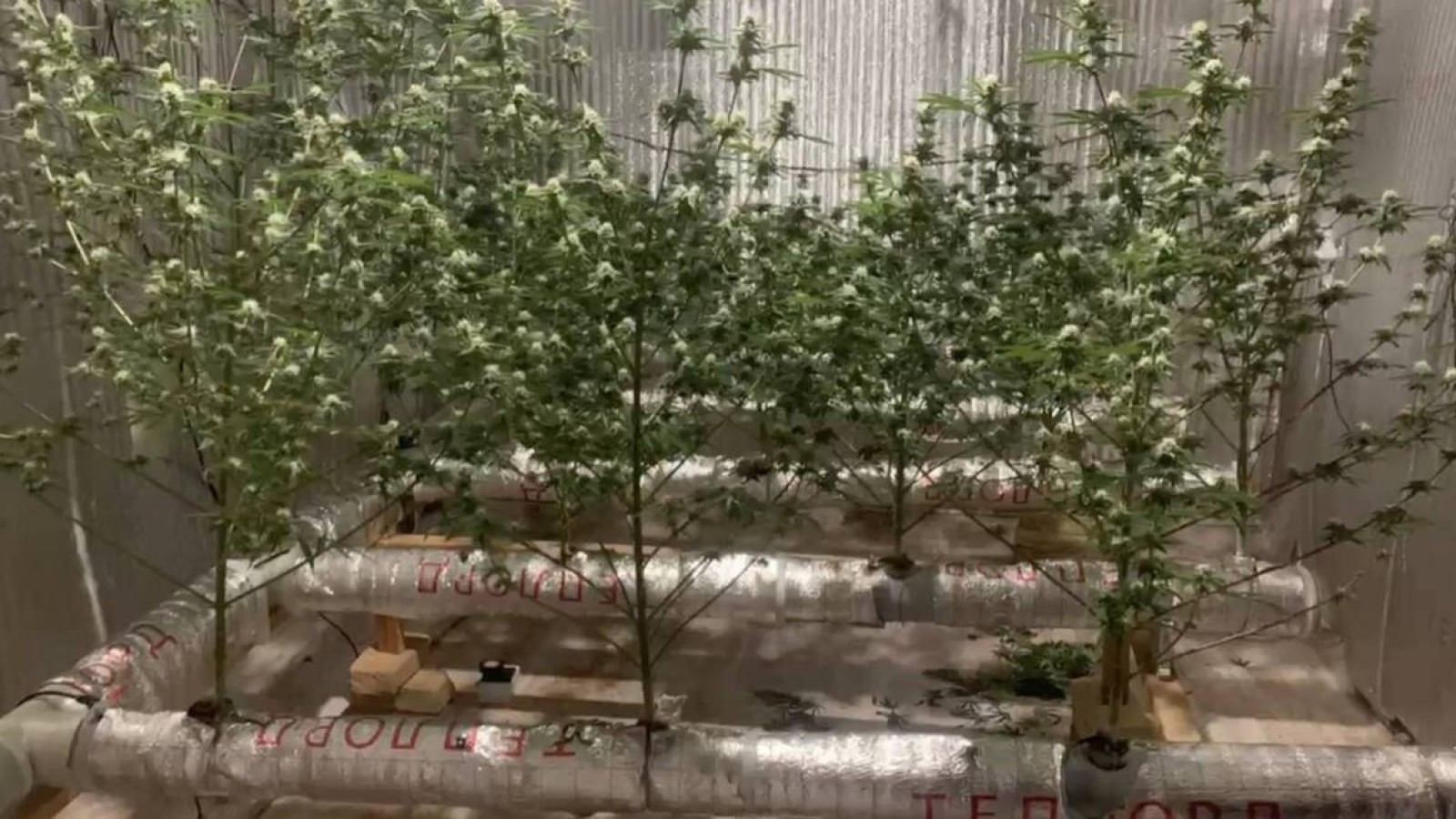 Жалдамалы пәтерде есірткі өсіргендер ұсталды.