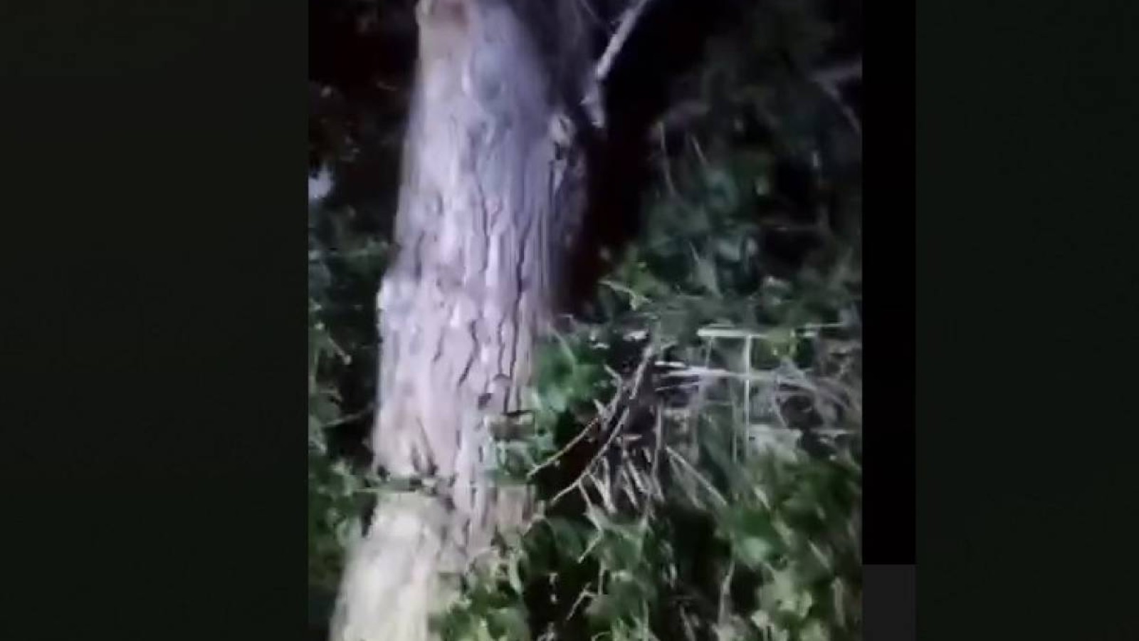 3 қабаттан құлаған әйел ағашқа ілініп қалды.