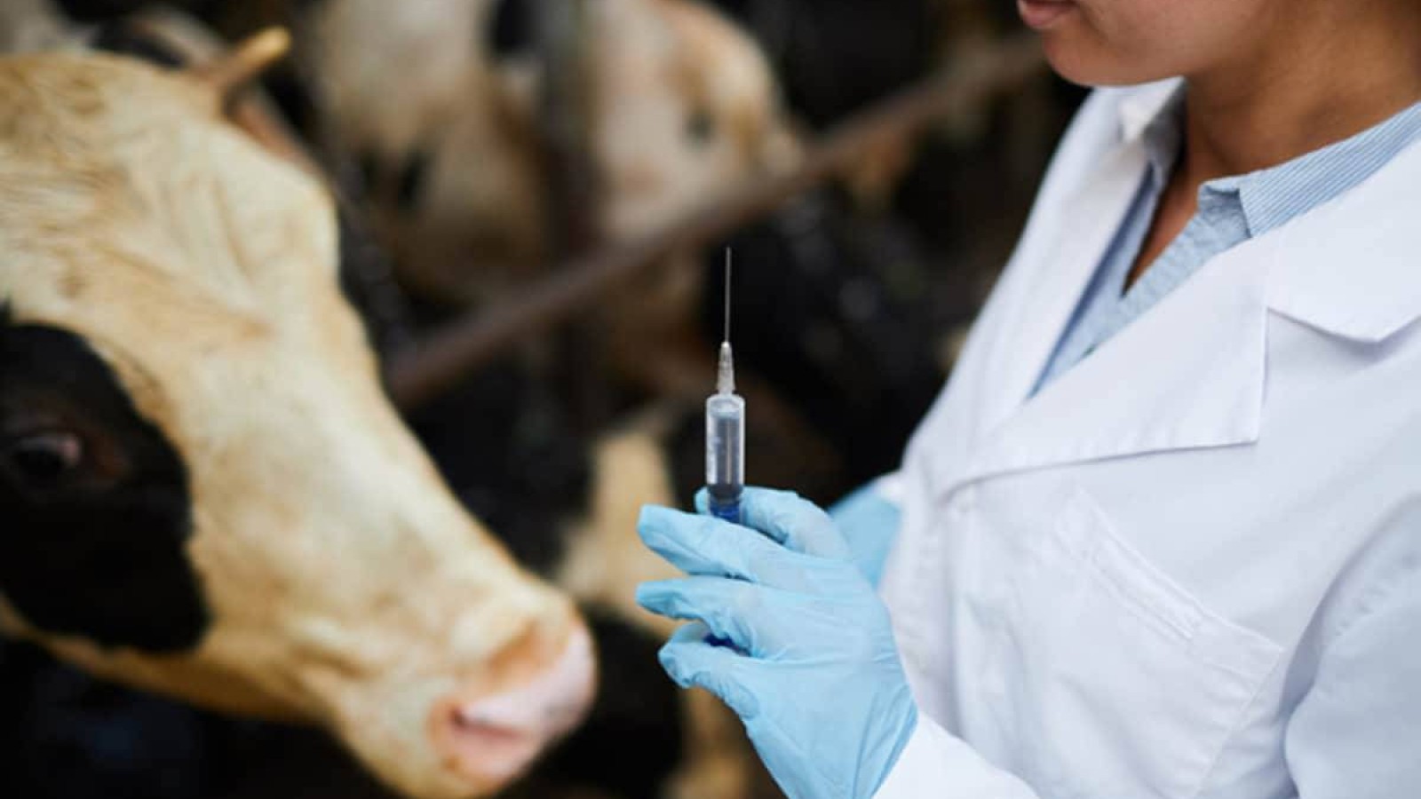 Павлодарда ветеринариялық-санитариялық зертханада талаптар бұзылған.