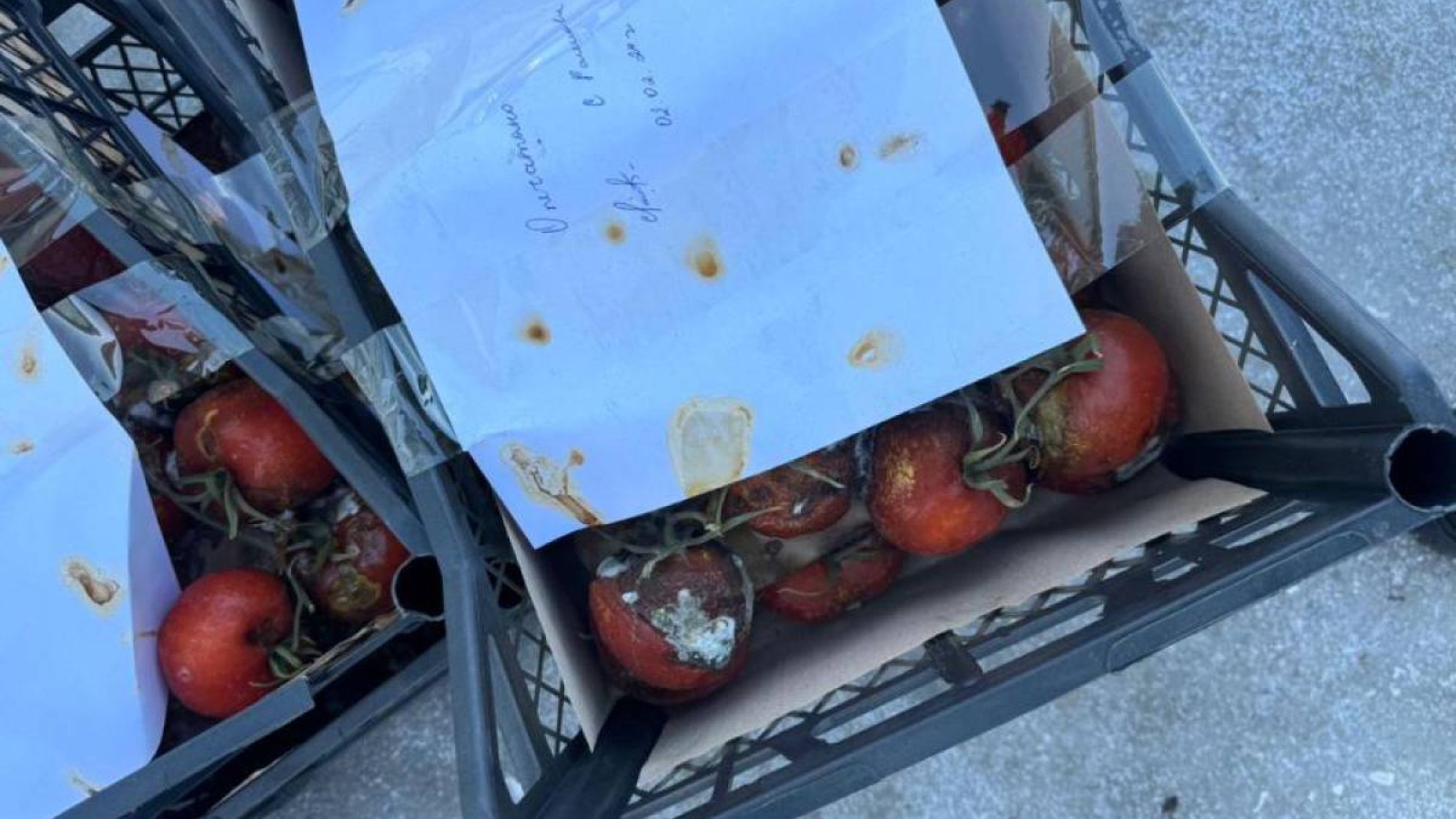 Ресейден жеткізілген қызанақтардан вирус анықталды.