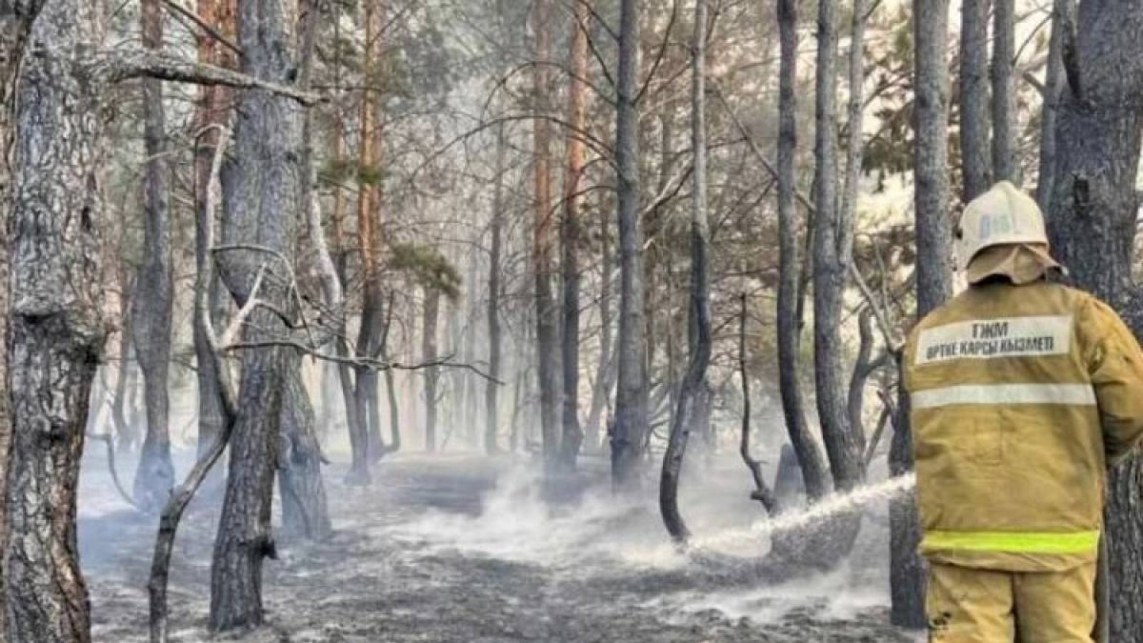 Қостанайда орман шаруашылығының басшысы қамалды.