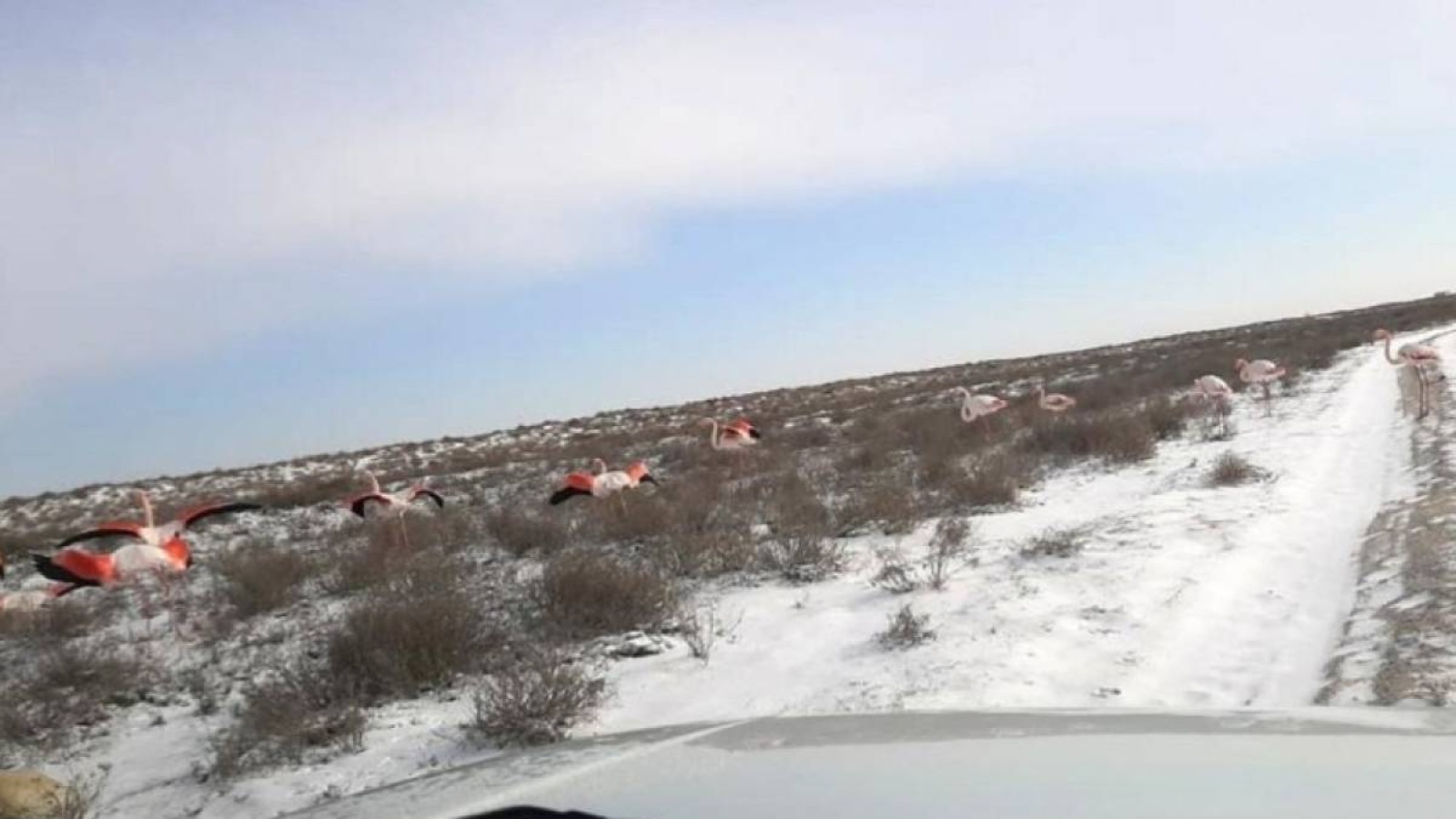 Маңғыстауда қатып қалған қоқиқаздар суреті желіге тарап кетті.