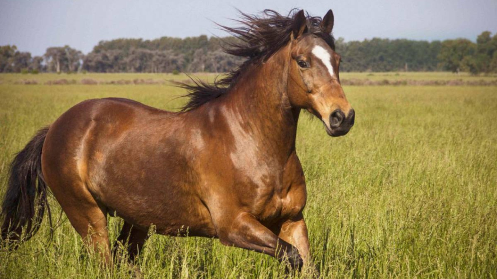 Спорттық бағыттағы жылқылардың қазақы тұқымы көбейтіледі.