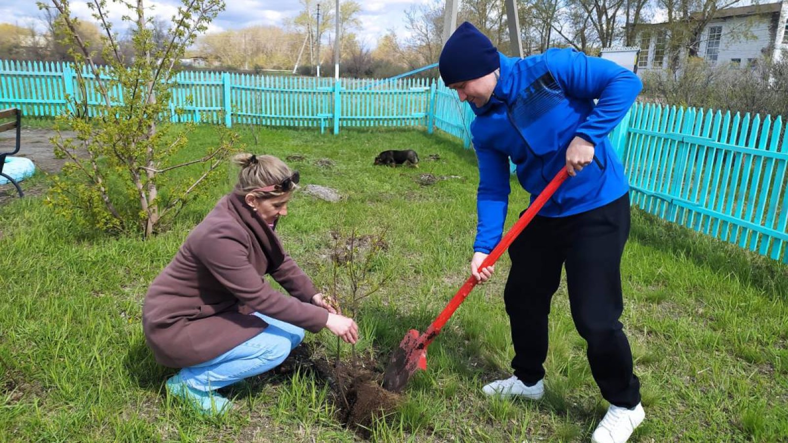 Ұзынкөл ауданында 1400-ден астам жас көшет отырғызылды.