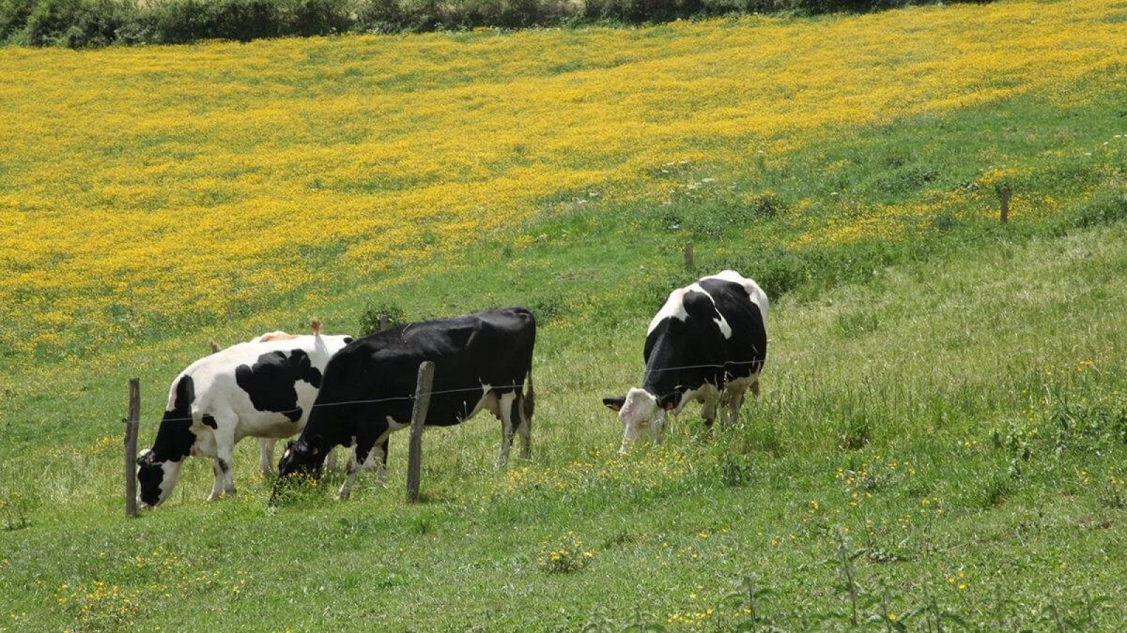 Абай облысында прокурордың наразылығынан кейін әкімдіктің заңсыз қаулысы жойылды.