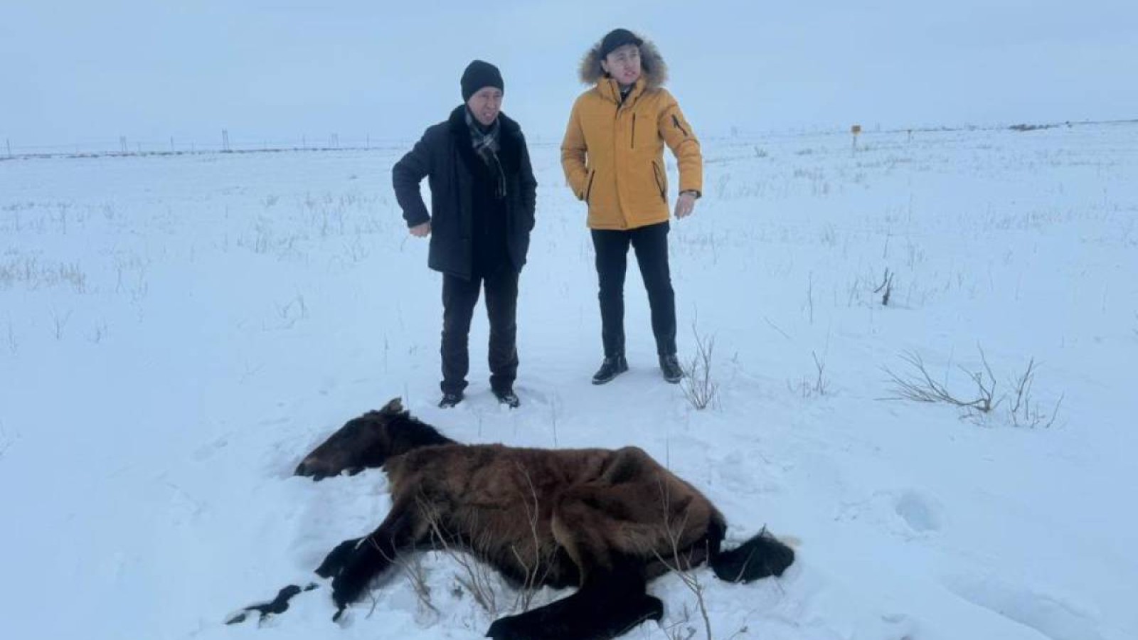 Жаңаарқа жайылымында өлген жылқылар базада тіркелмен.
