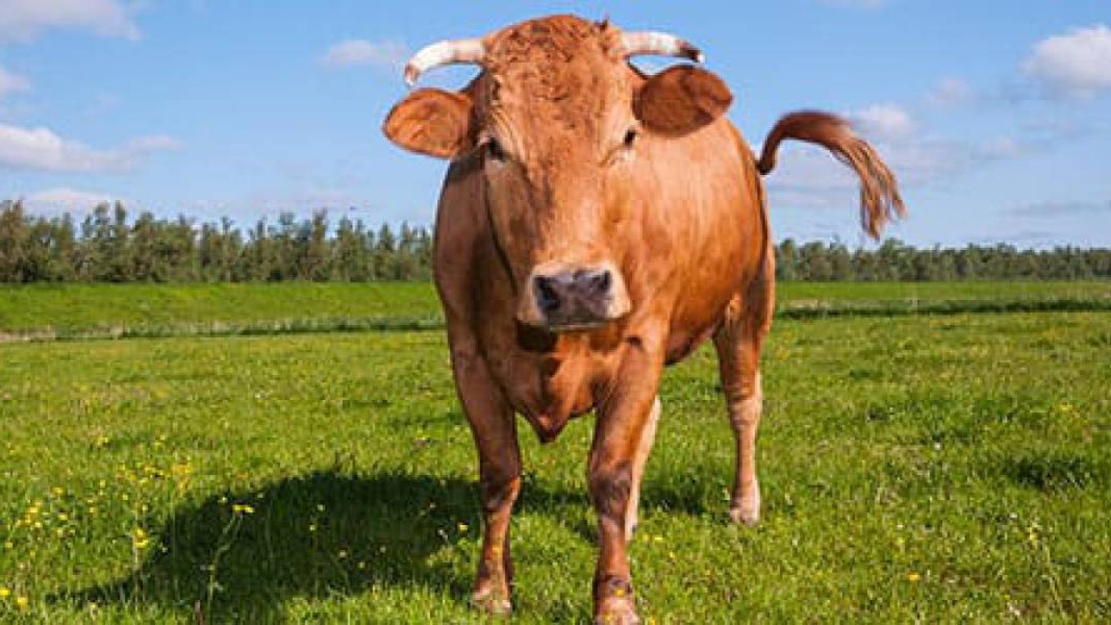 Полиция сүзеген сиырды атып тастады.