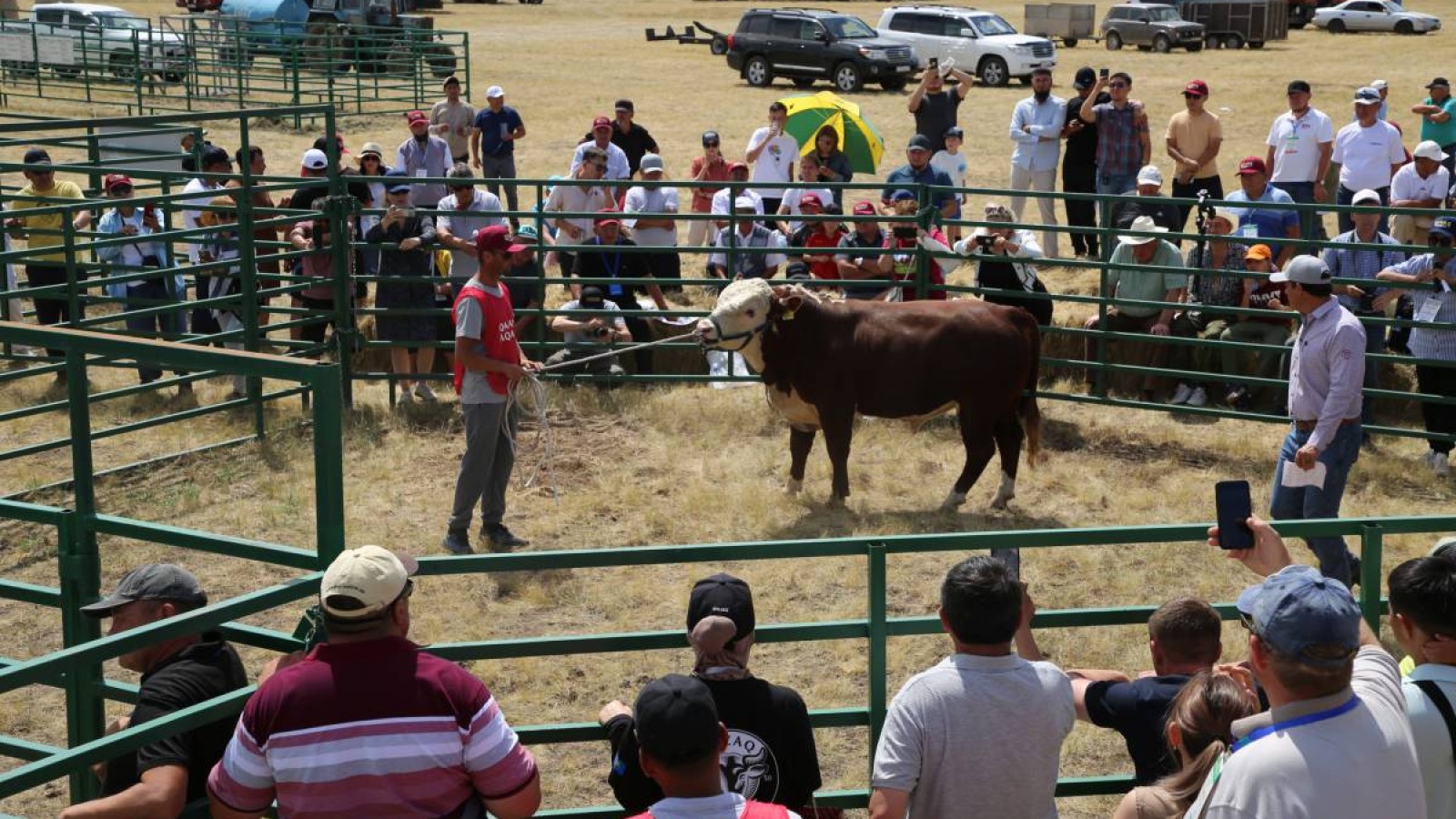 «Үздік бұқа» байқауы өтеді.