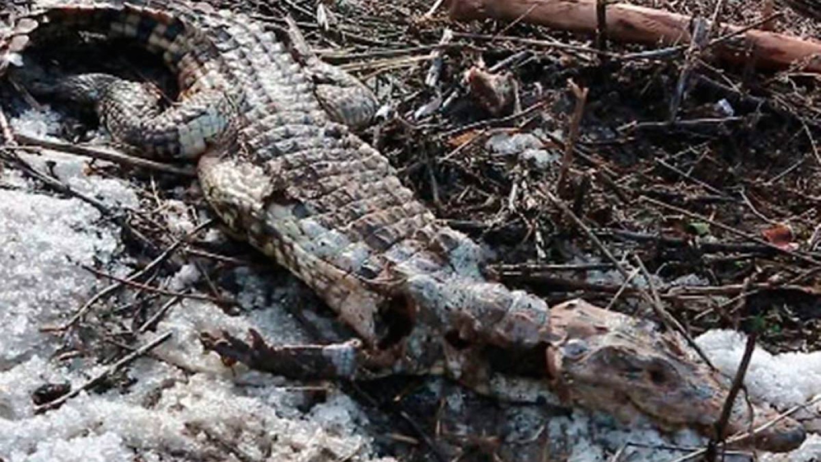 Ертіс өзенінің бойынан қолтырауын табылды.