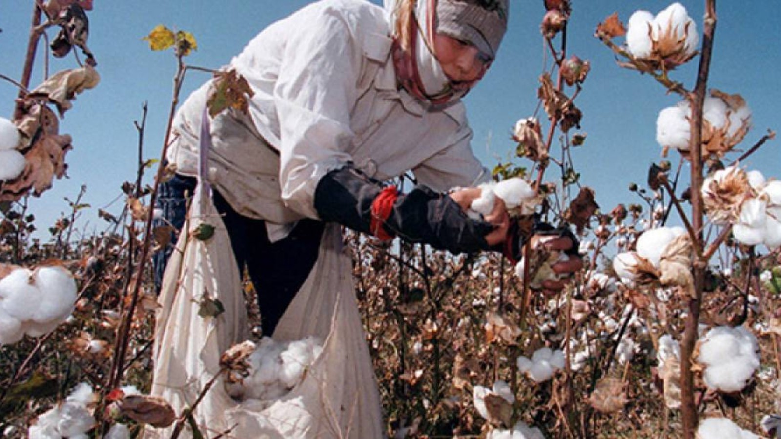 Жетісайда 200-ге тарта шаруа мақтаның ақшасын ала алмай жүр.