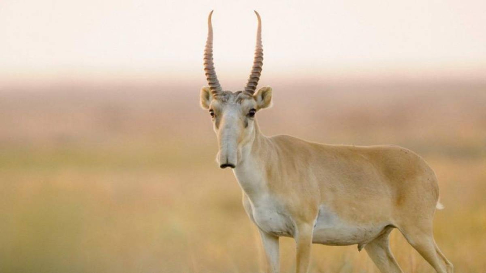 Буаз киіктерді атуды тоқтату керек — депутат.