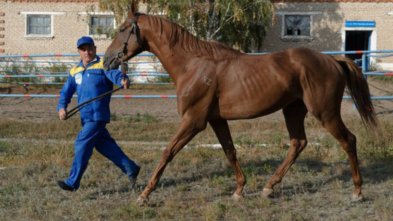 Қостанай асыл тұқымды жылқысы — Қазақстанның игілігі мен бренді.