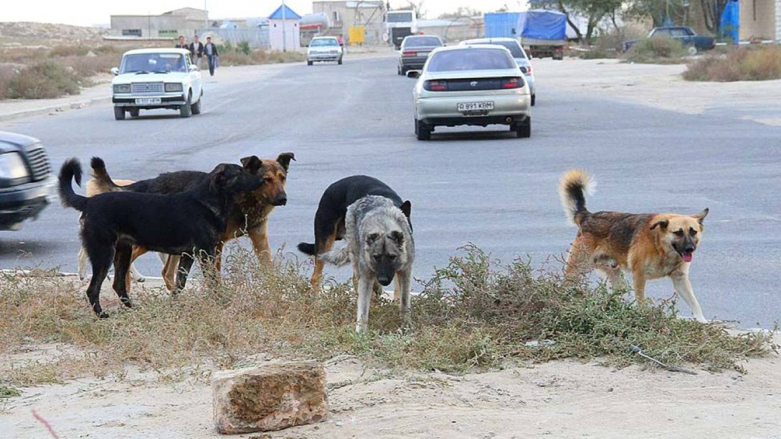 Әкімдерді өлген итке көңіл айтуға не итермеледі?.
