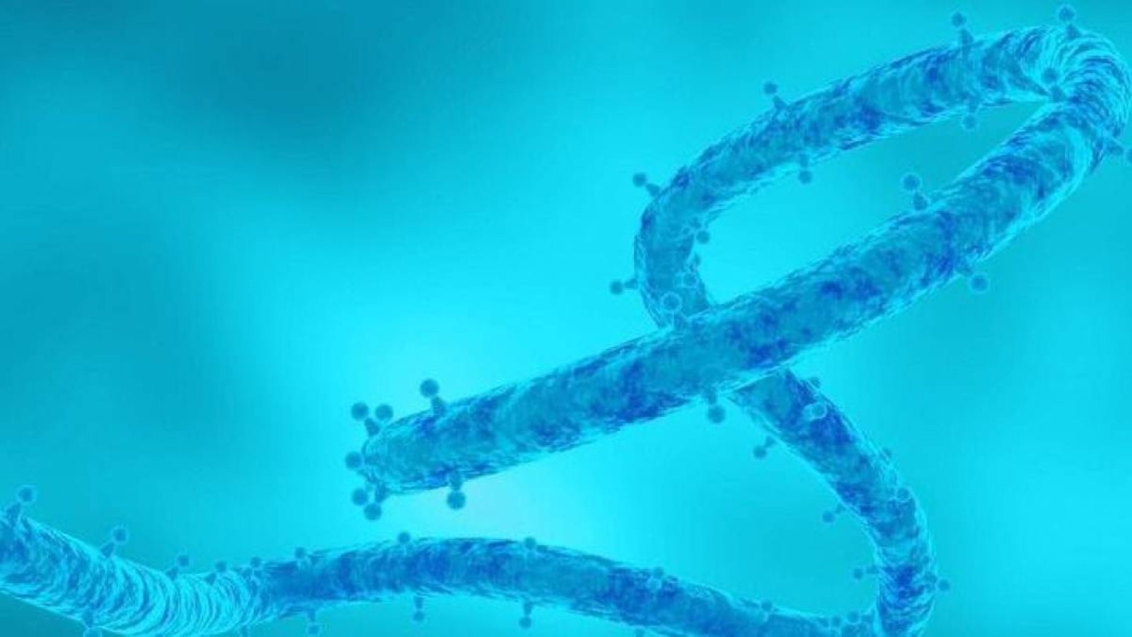 Жаңа вирус? ДДҰ Марбург вирусының өршігені туралы хабарлады.