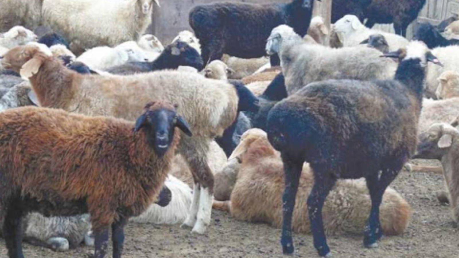 Атырауда бір қойдың бағасы 130 мың теңгеге жетті.