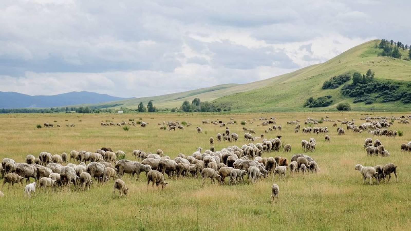 Nur Otan: Жайылымдық жер тапшылығы 32 млн. гектардан асады.