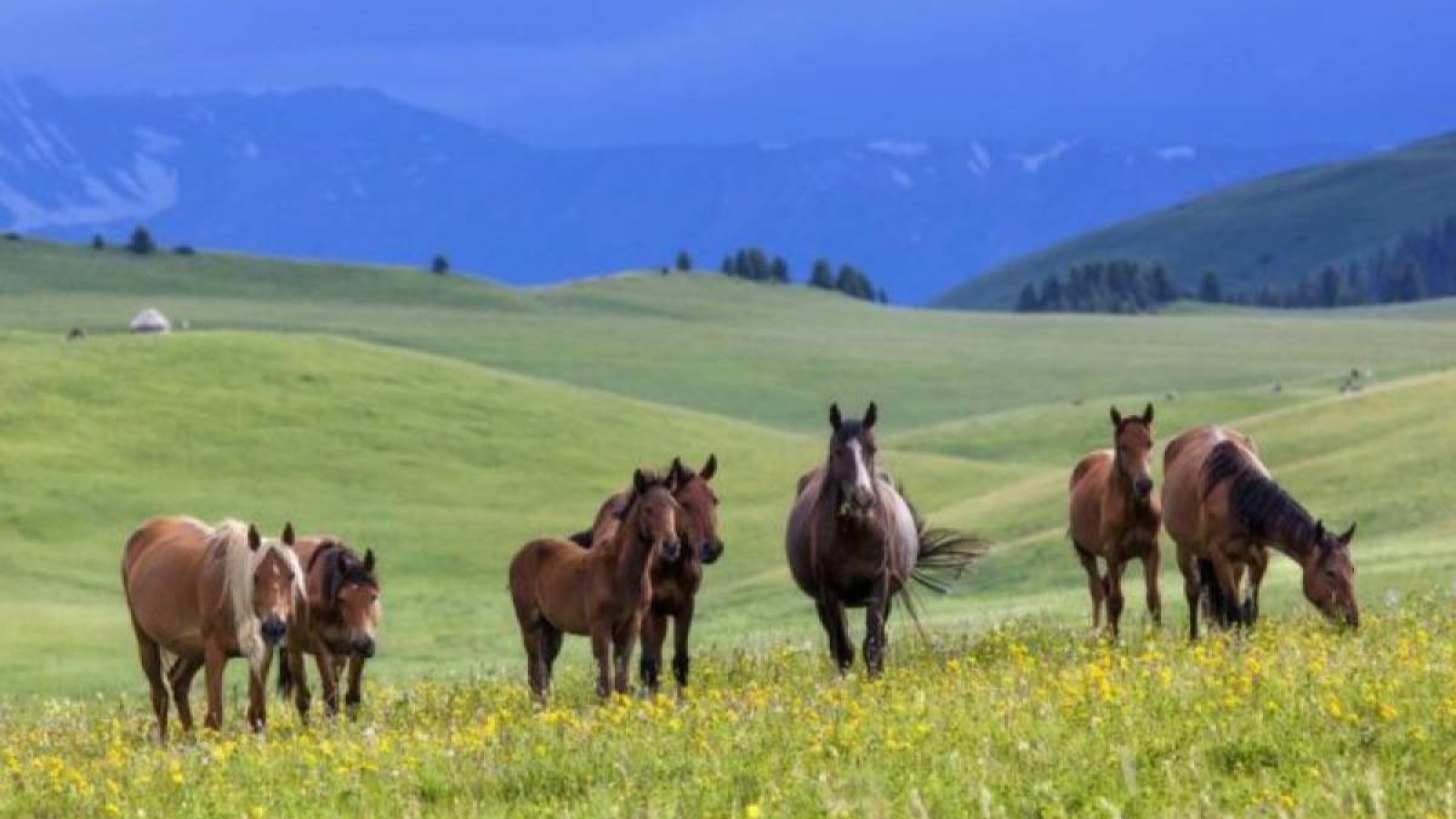 Шетелге сатылмайтын қазақтың жерін байлар бөліп алмай ма?.