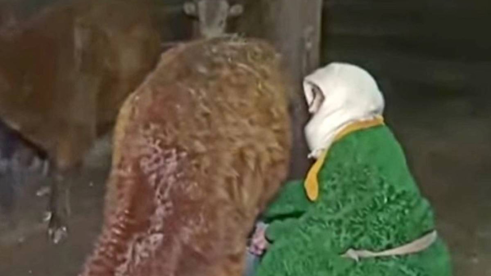 111 жасында сиыр мен бие сауып жүрген қарағандылық әжеге ел сүйсінді.