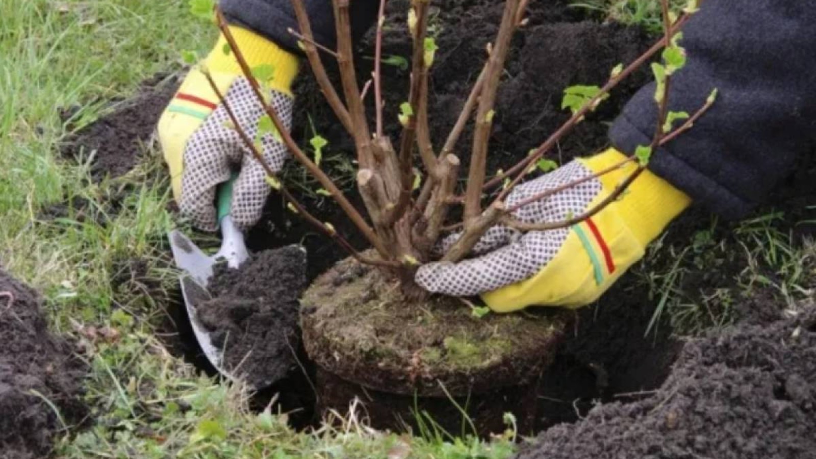 Алматы облысында 1 млн. түп ағаш отырғызылады.