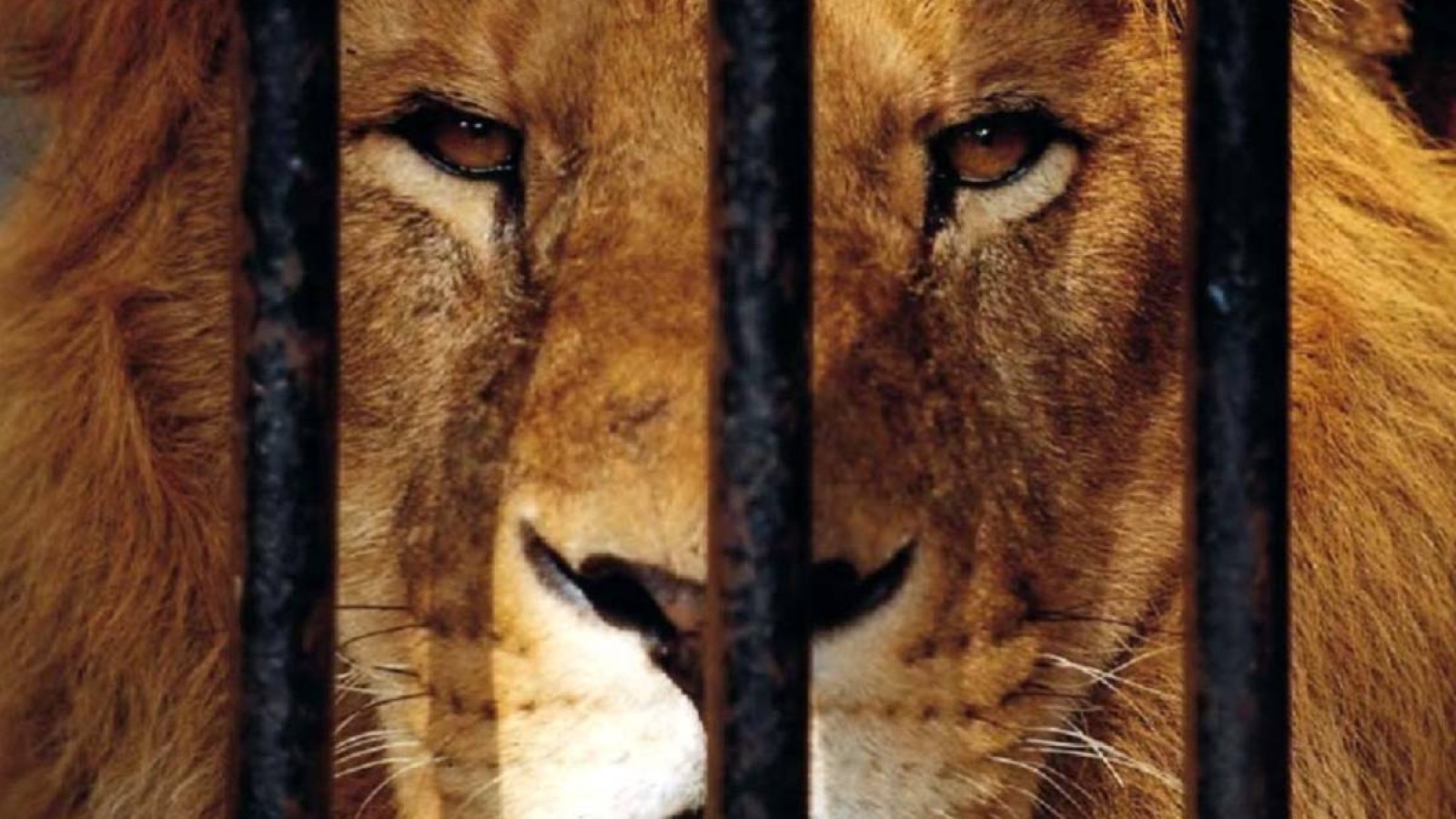 Алматылық тұрғын арыстанды ауласында ұстаған (видео).