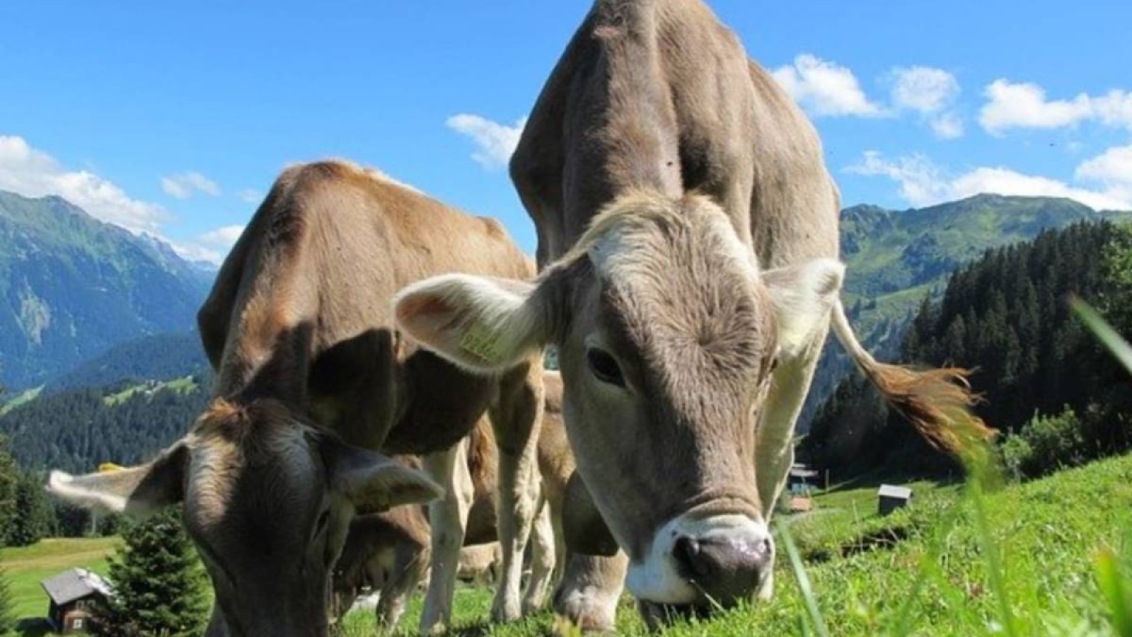 Прокуратура шаруалар қолданбаған жайылымдық жерді қайтаруы тиіс.