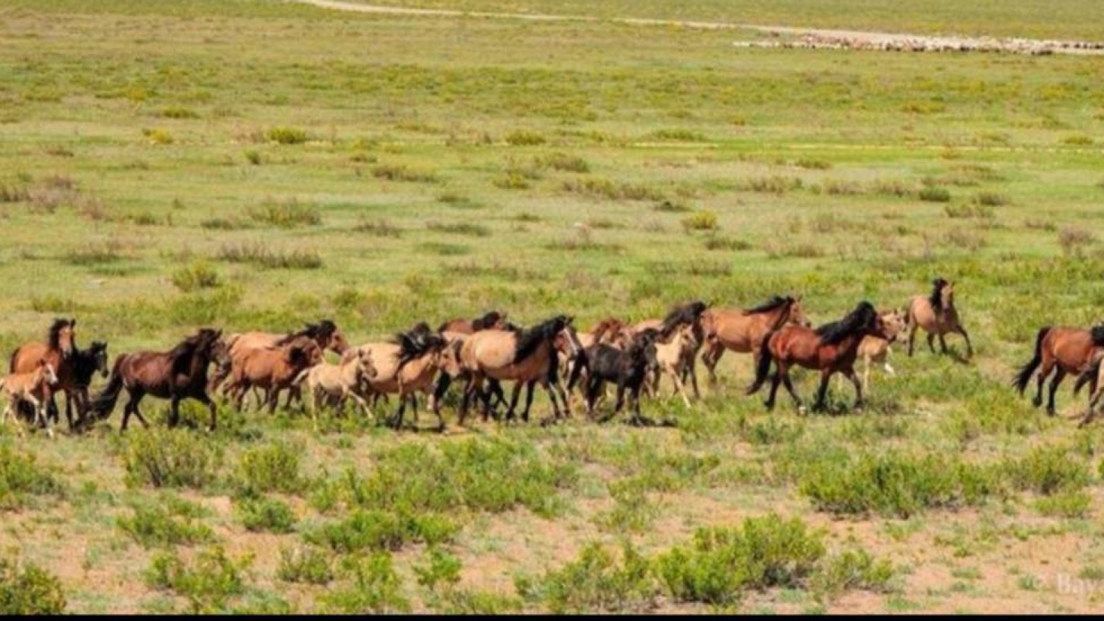Қазақстанда жайылым жердің тапшылығы қағаз бетінде ғана азайды.
