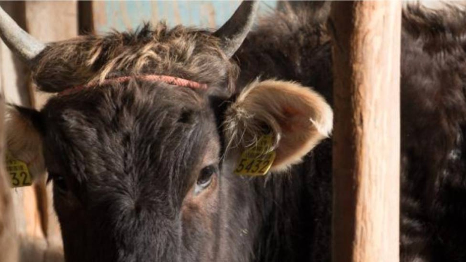 Мал ұрлығымен ұсталғандар 12 жылға бас бостандығынан айрылады.