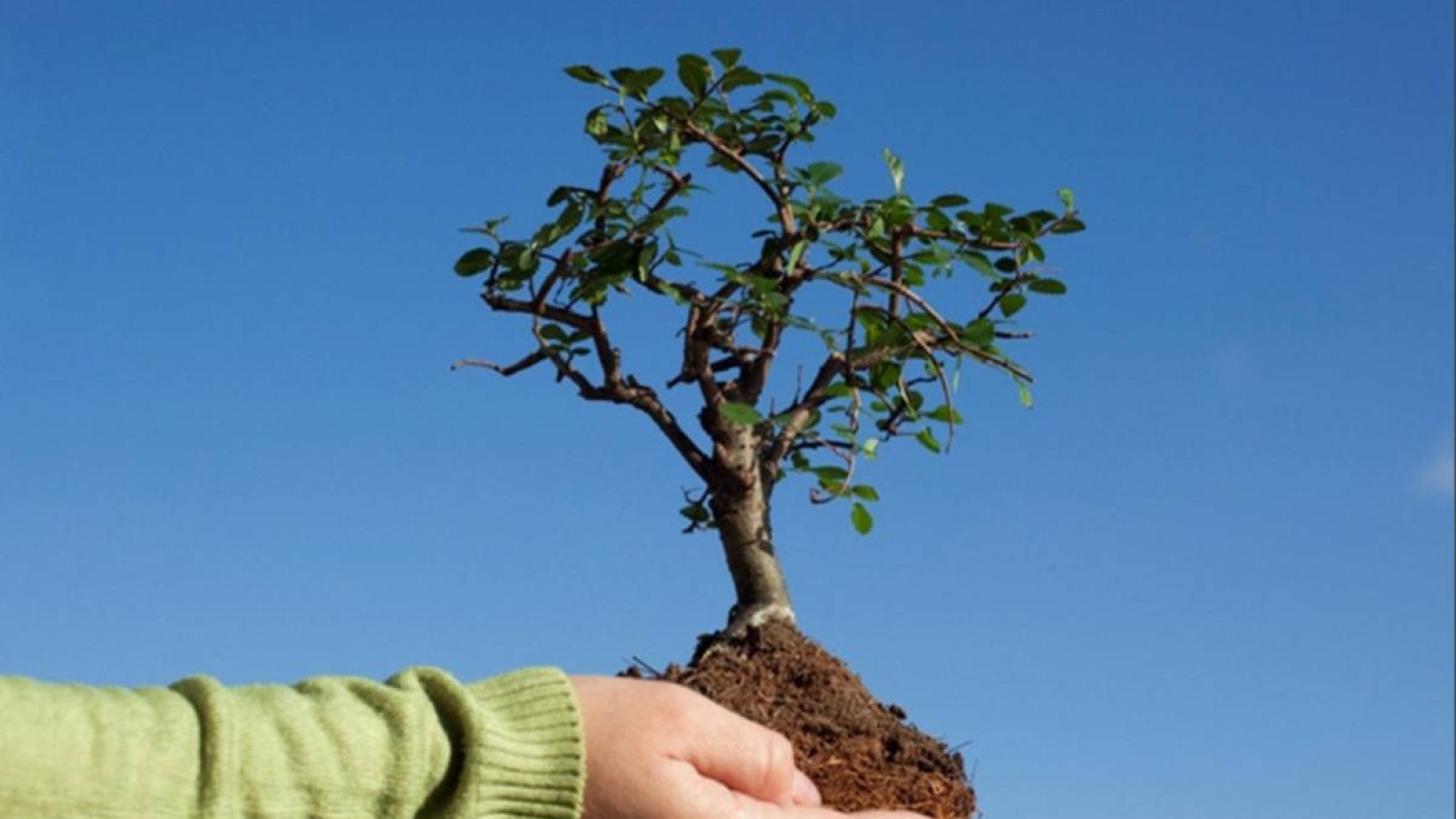 Субсидияның ақшасына «ауаға» көшет отырғызумен айналысқандар істі болды.