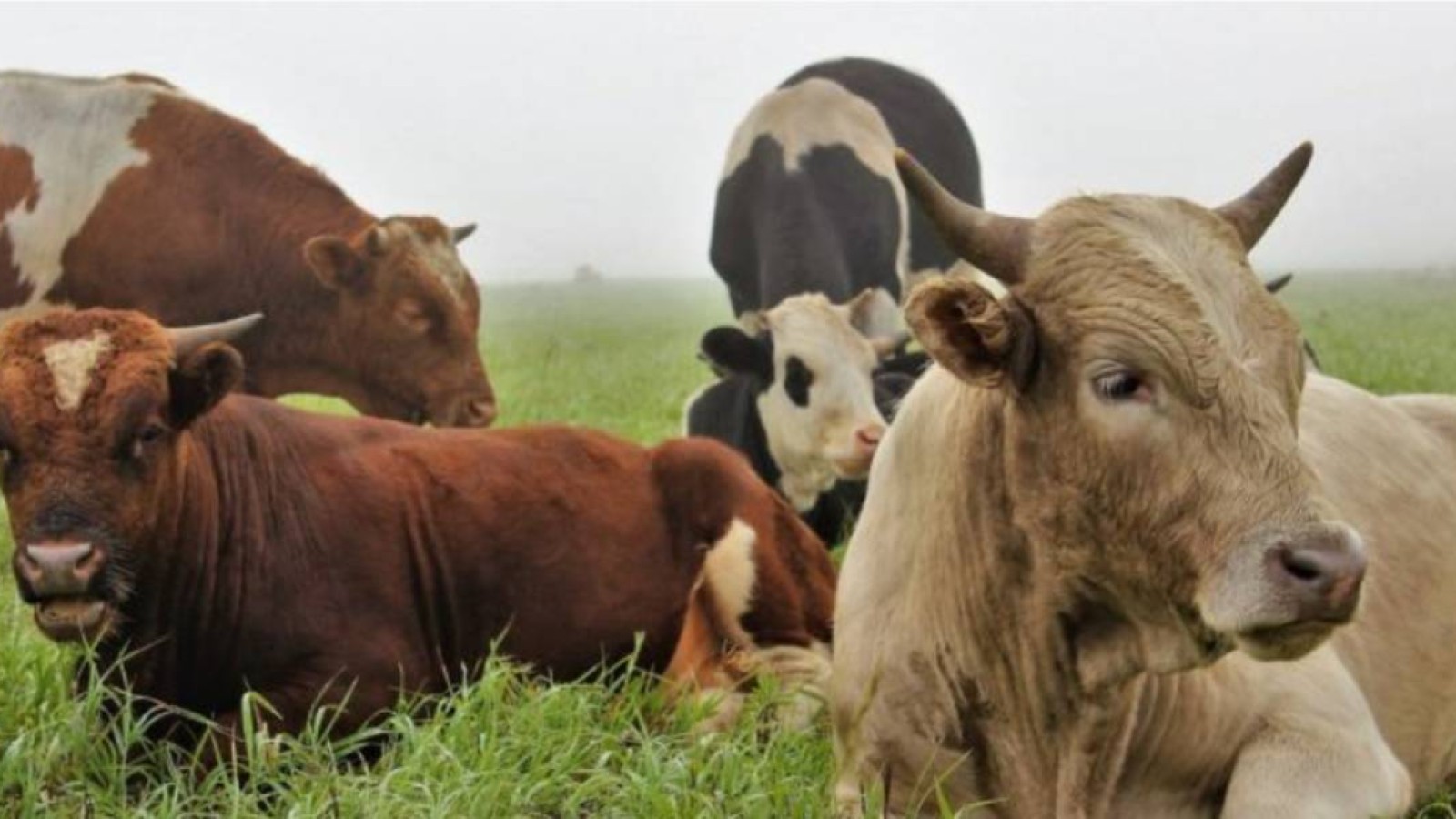 Еліміздің жеті өңірінде шаруаға тиесілі қаржыны қолды қылған шенділерге тінту жүріп жатыр.