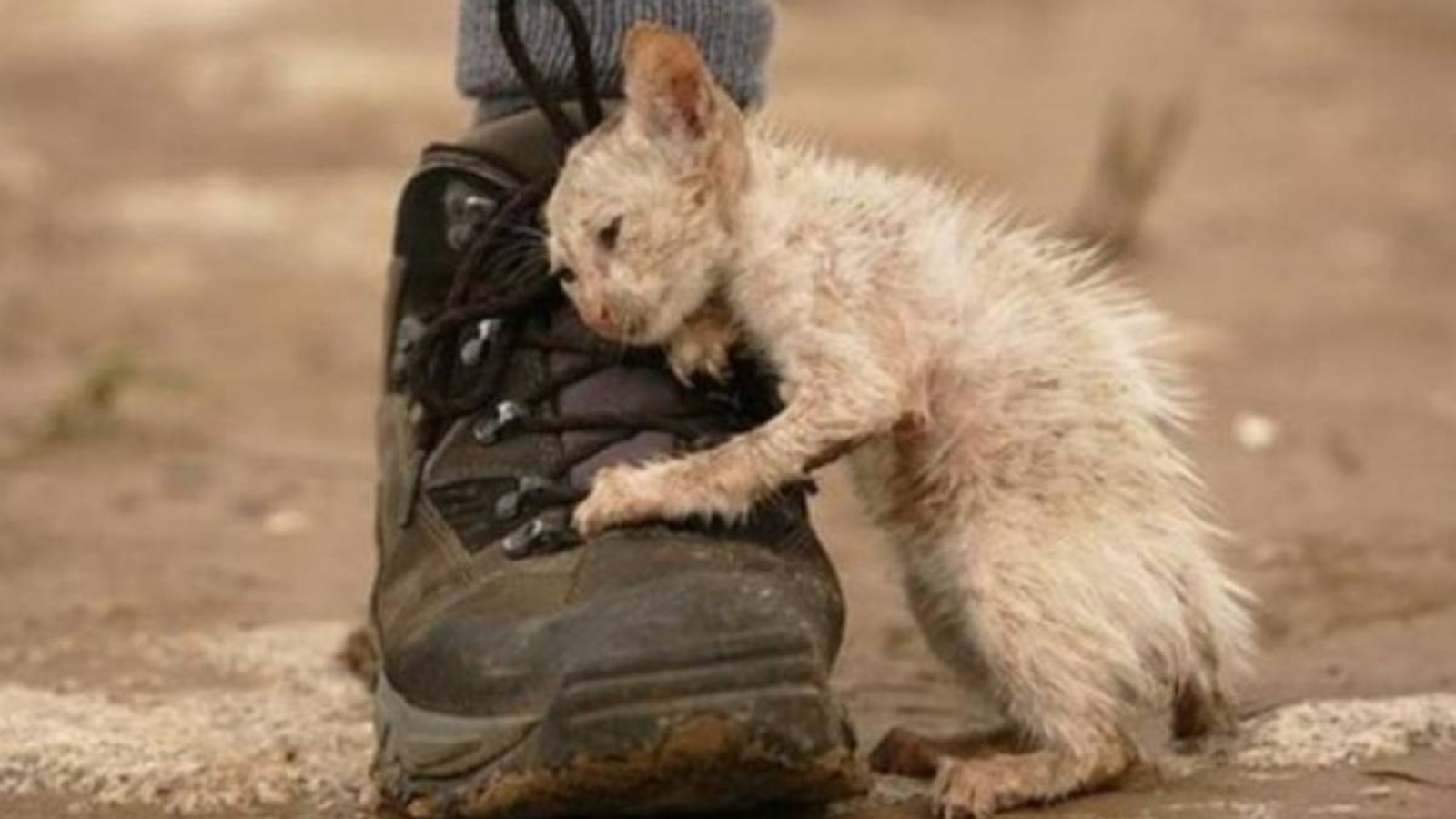 Жануарларды азаптаған қазақстандықтар бас бостандығынан айрылады.